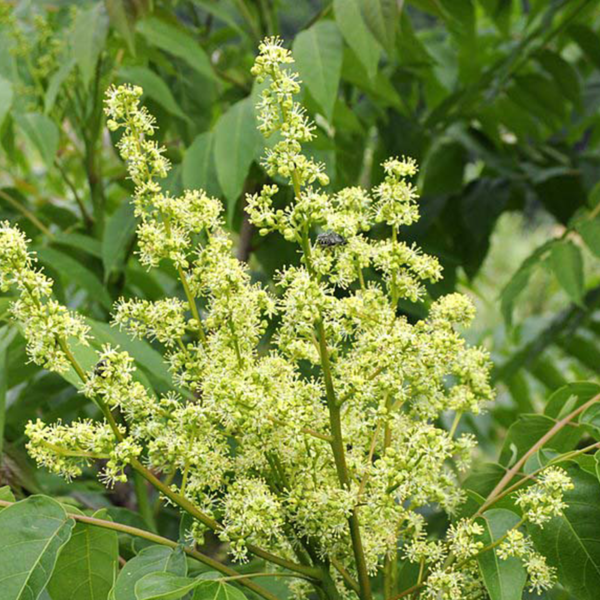 Ailanthus - (tree of heaven) - Image 4