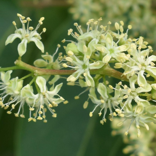 Ailanthus - (tree of heaven) - Image 3