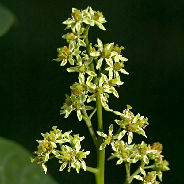 Ailanthus - (tree of heaven) - Image 2