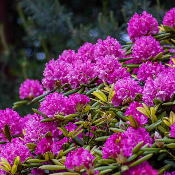 Rhododendron - Image 4