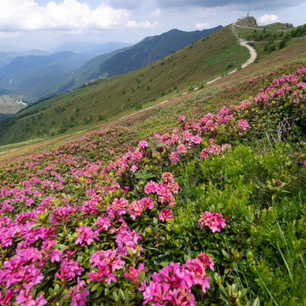 Rhododendron - Image 3