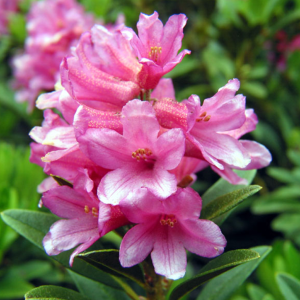Rhododendron - Image 2